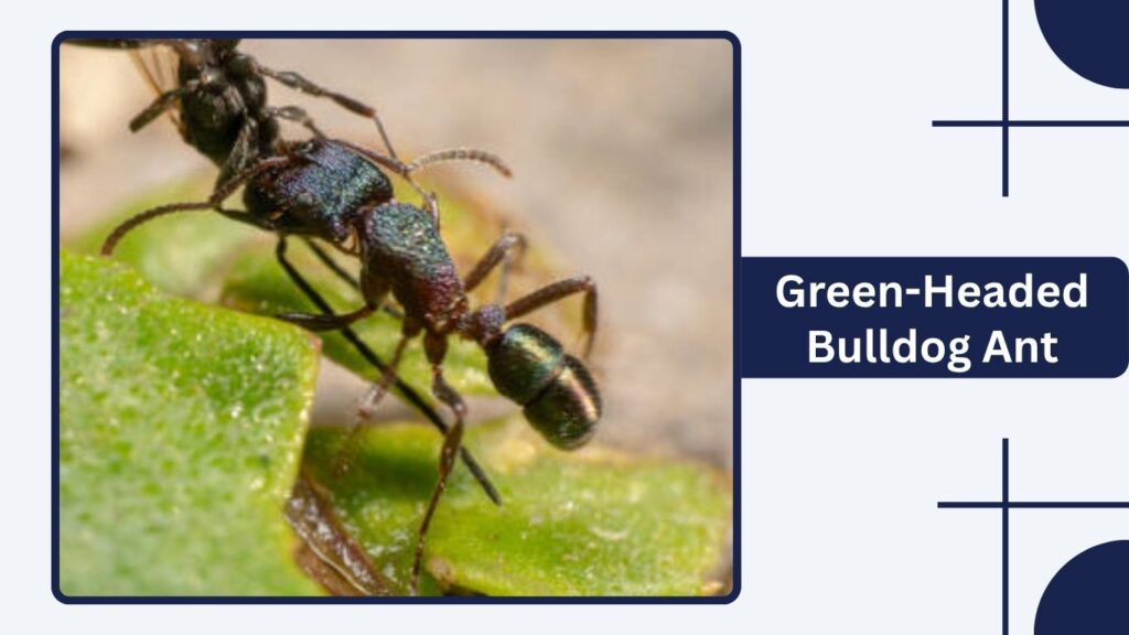 Green-Headed Bulldog Ant