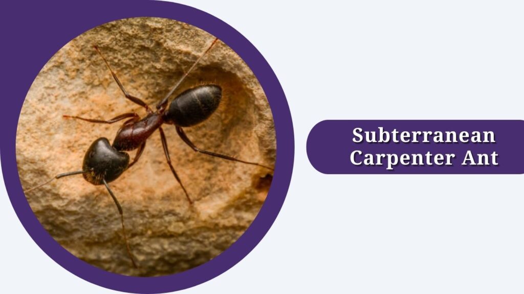 Subterranean Carpenter Ant