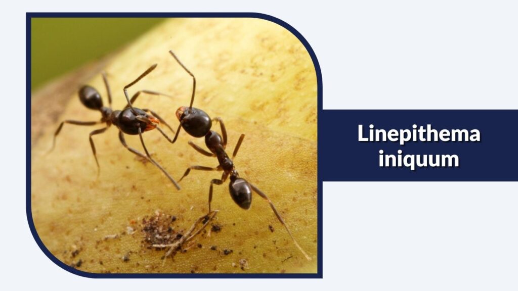 Linepithema iniquum