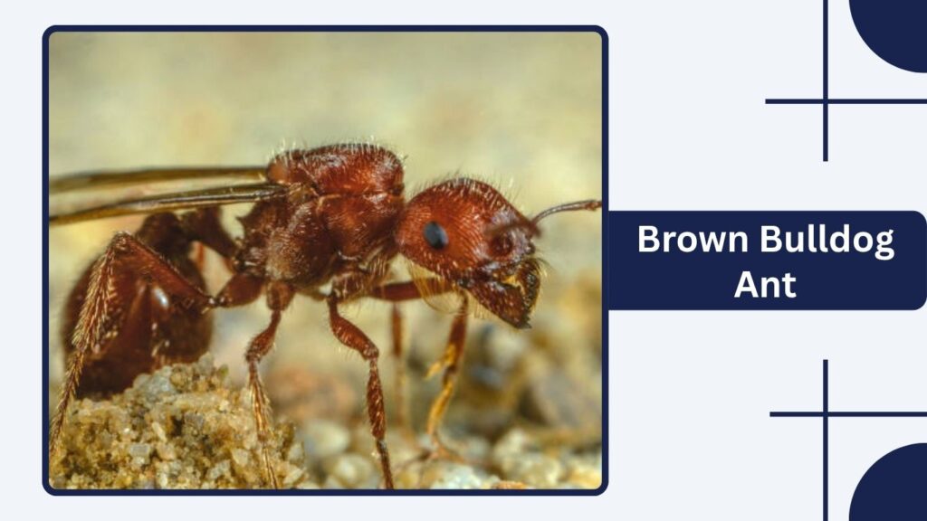Brown Bulldog Ant