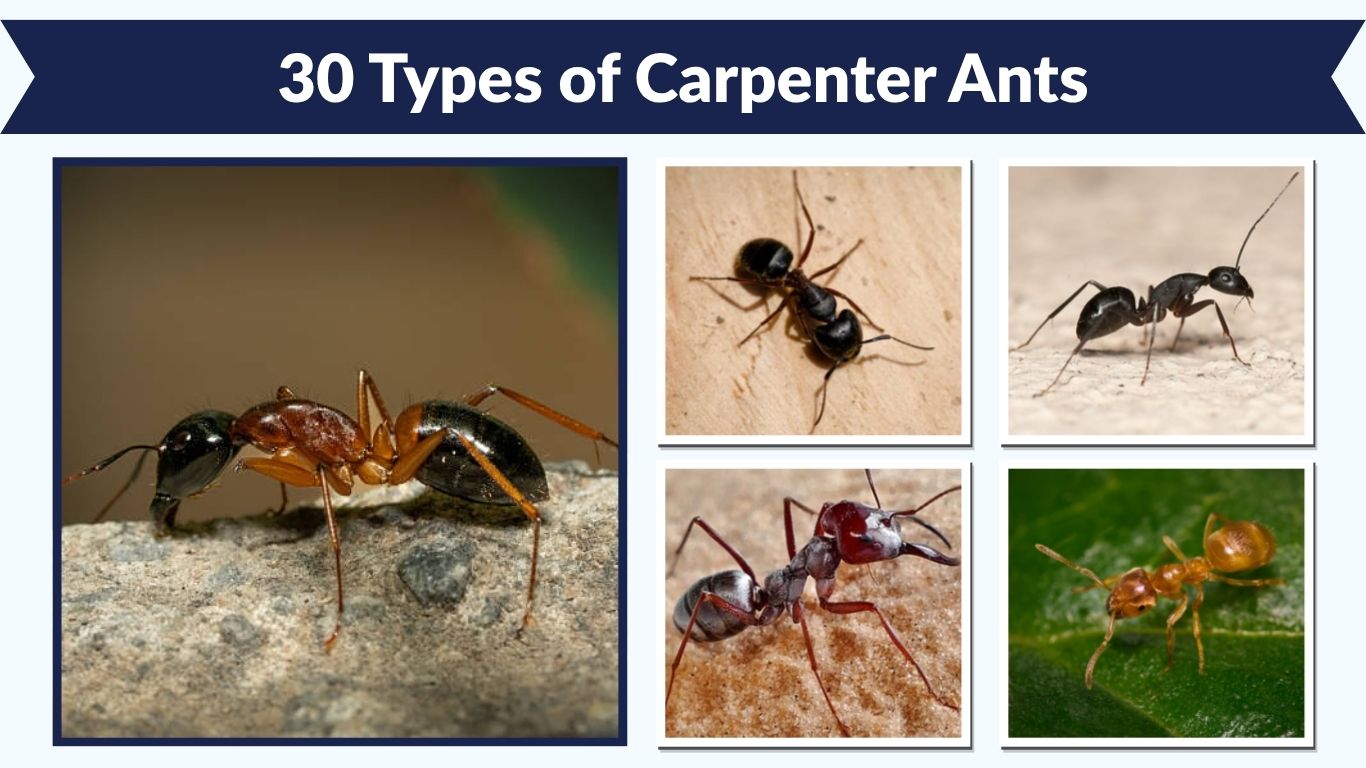 30 Types of Carpenter Ants: Identification, Behavior & Pictures