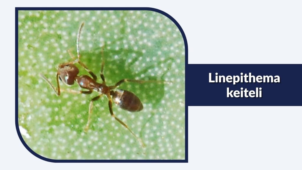 Linepithema keiteli