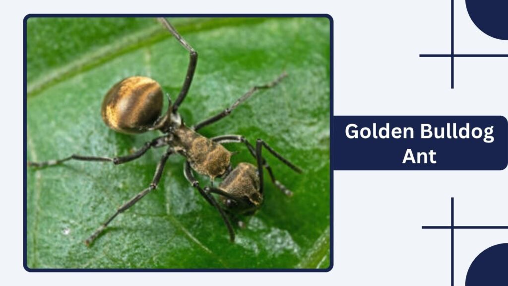 Golden Bulldog Ant