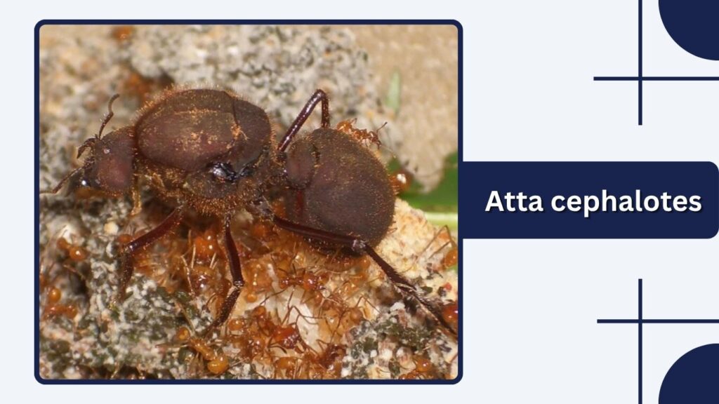 Atta cephalotes