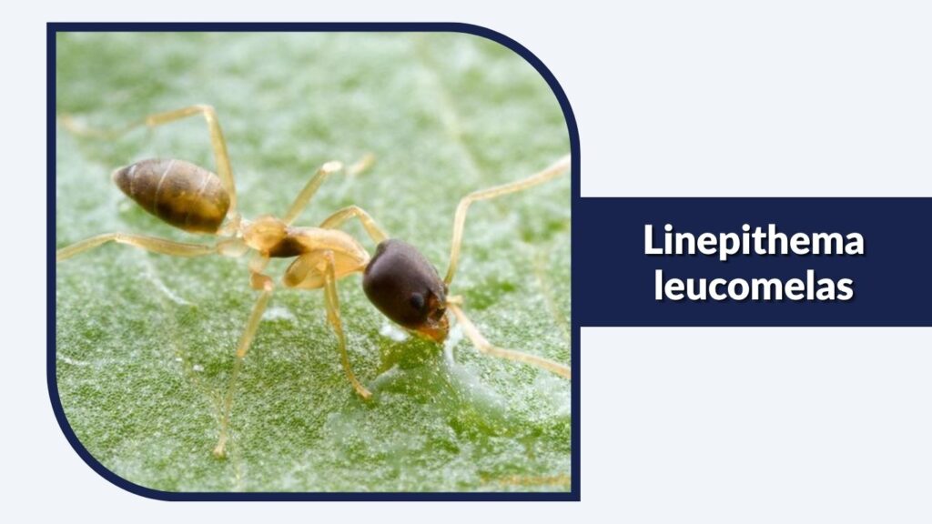 Linepithema leucomelas