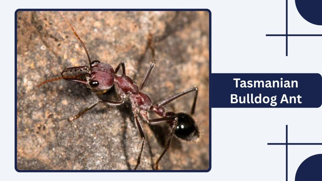 Tasmanian Bulldog Ant