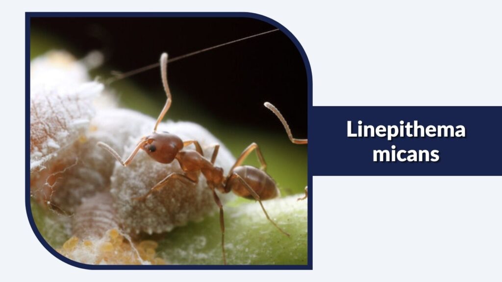 Linepithema micans
