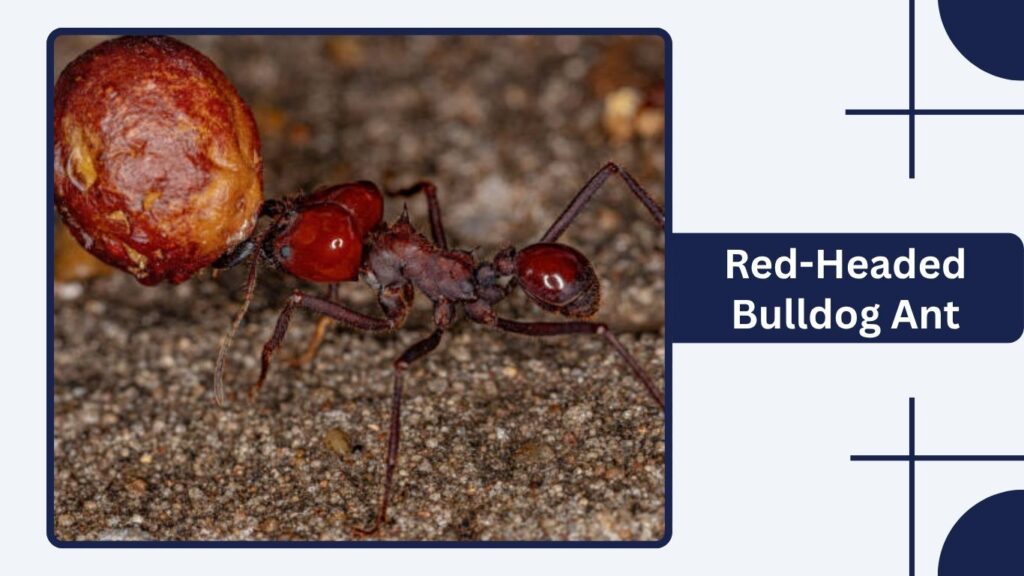 Red-Headed Bulldog Ant