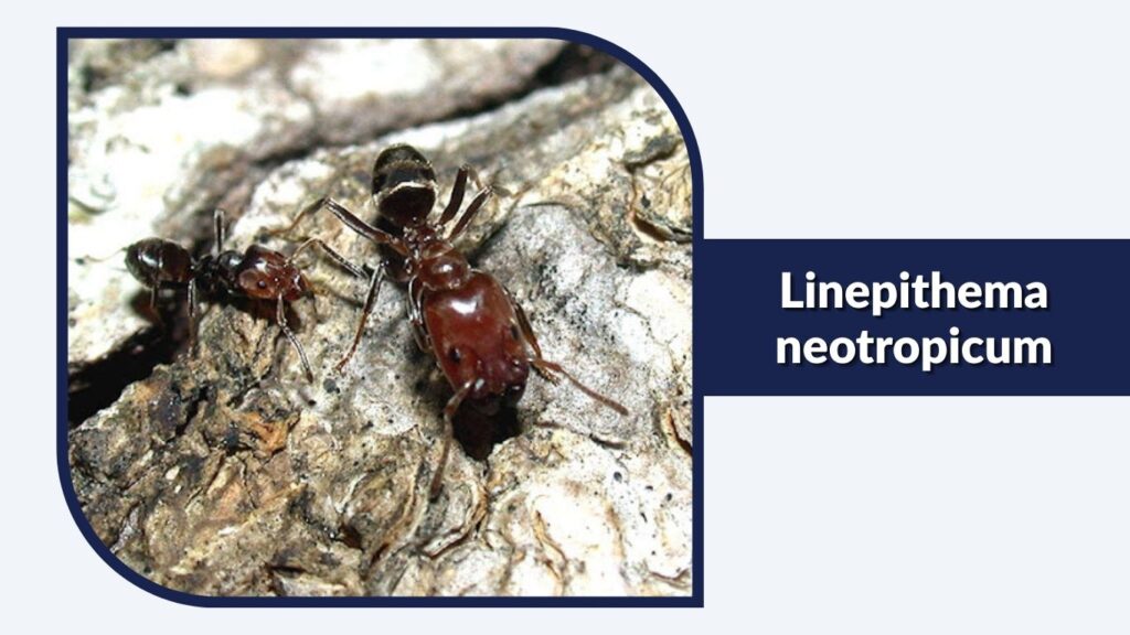 Linepithema neotropicum