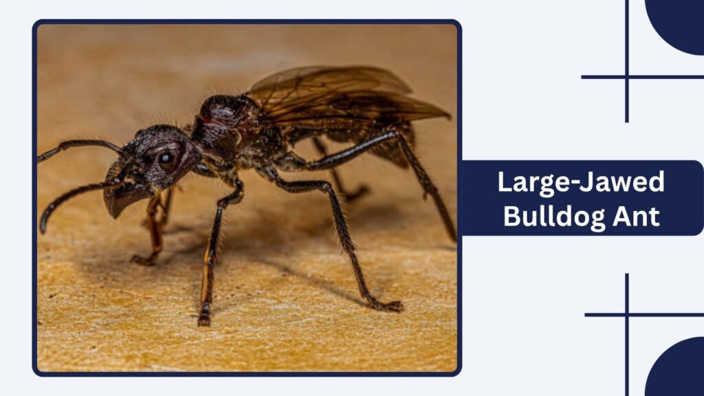 Large-Jawed Bulldog Ant