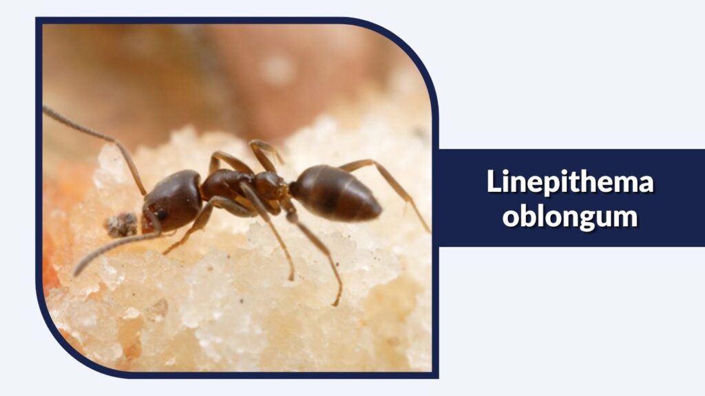 Linepithema oblongum