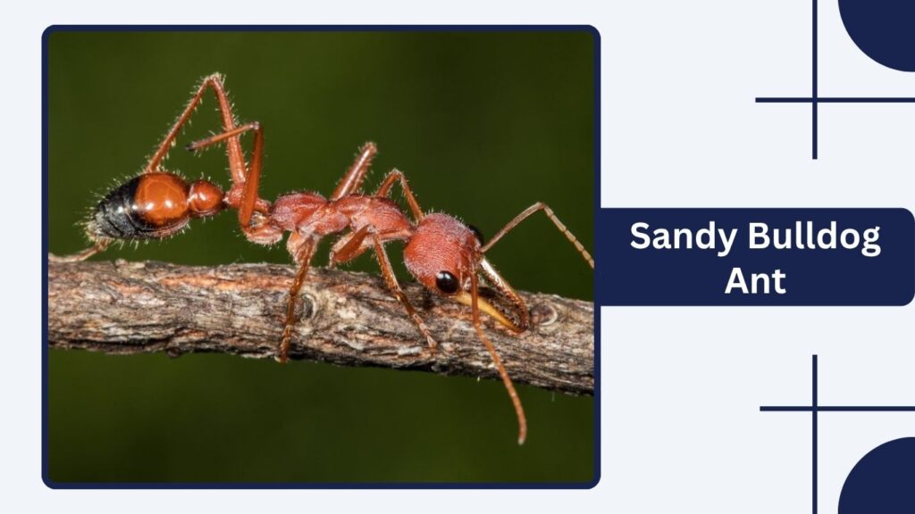 Sandy Bulldog Ant