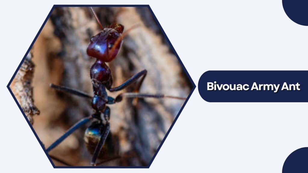 Bivouac Army Ant