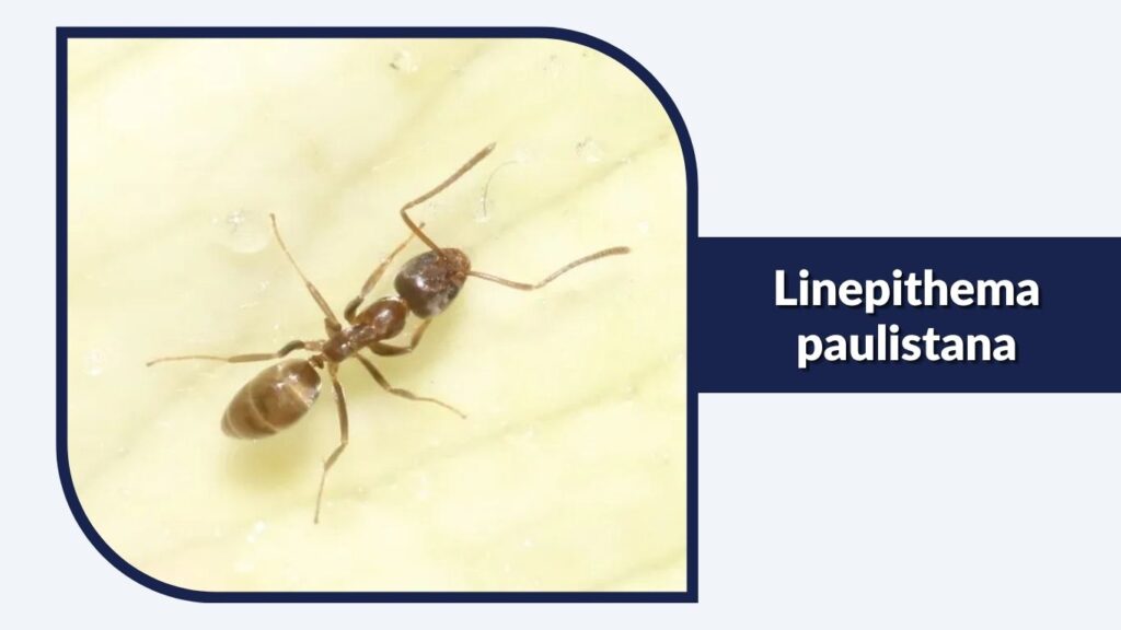Linepithema paulistana