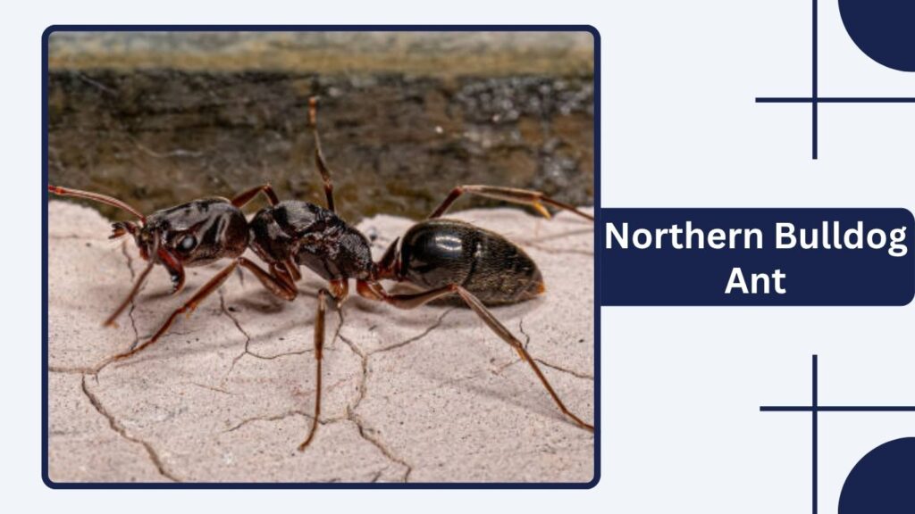 Northern Bulldog Ant