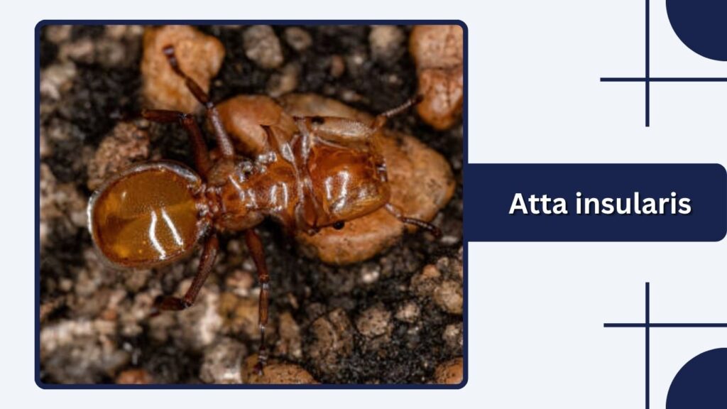 Atta insularis