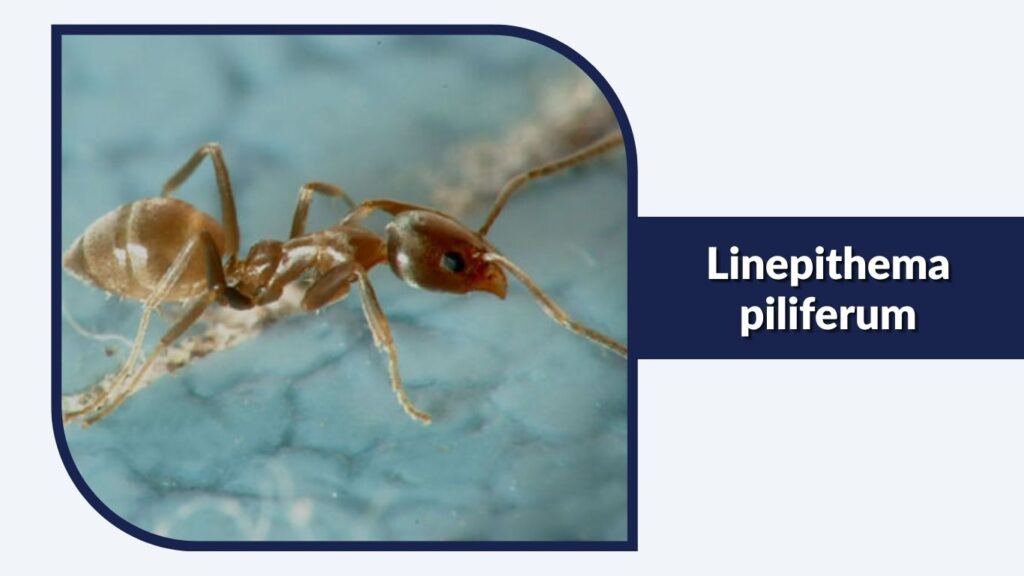 Linepithema piliferum