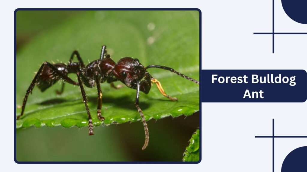 Forest Bulldog Ant