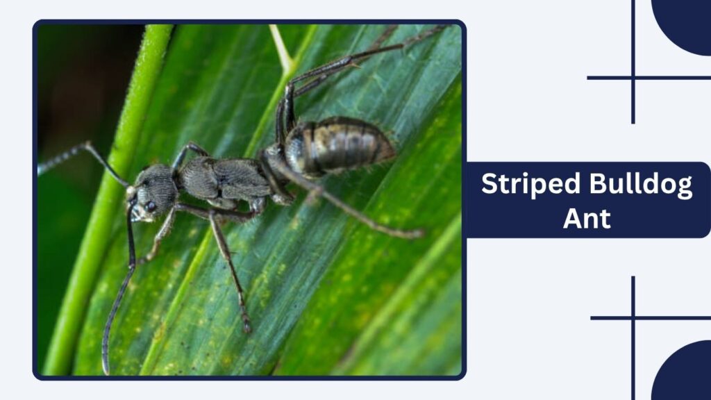 Striped Bulldog Ant