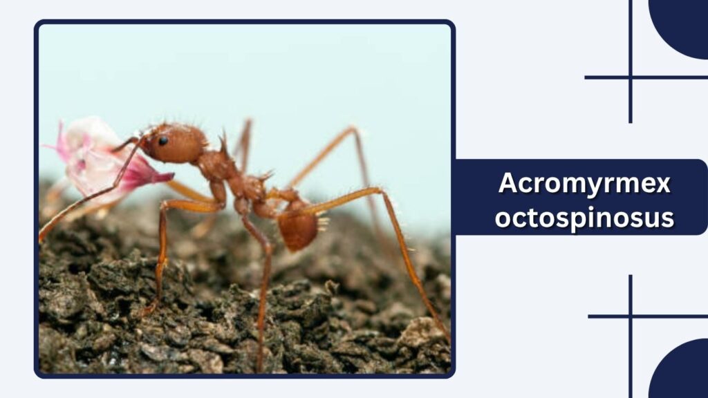 Acromyrmex octospinosus