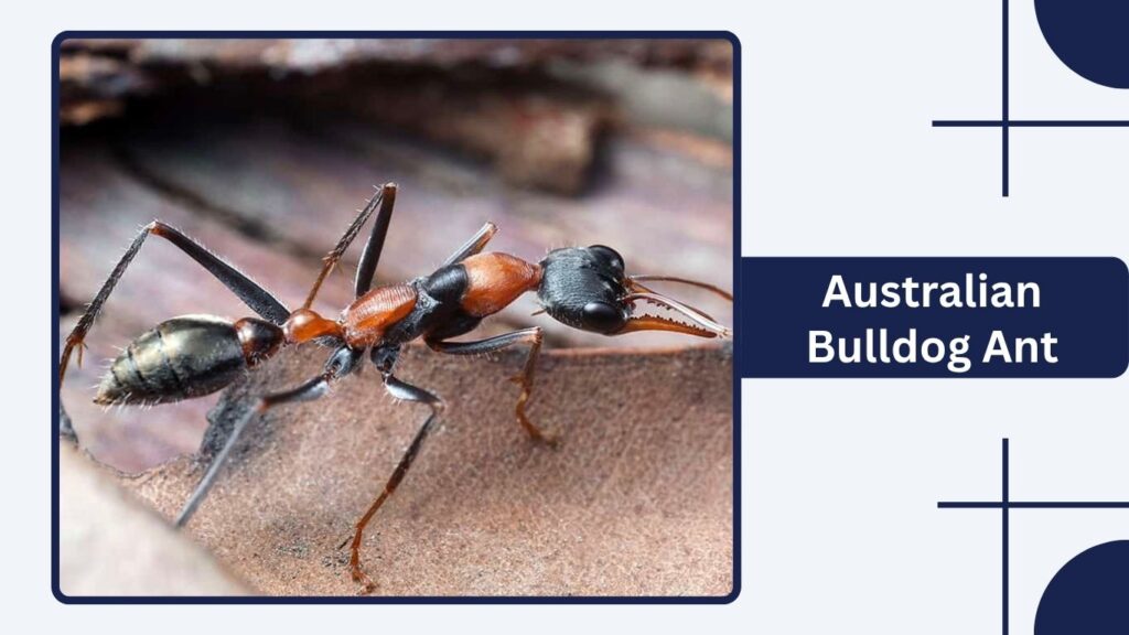 Australian Bulldog Ant