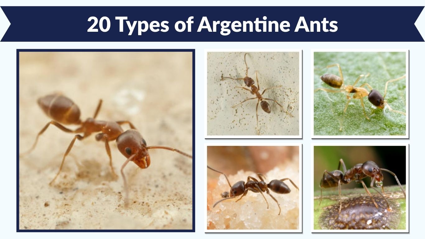 20 Types of Argentine Ants: Names, Identification and Habits