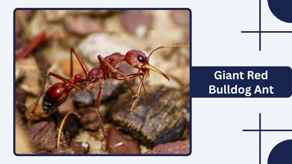 Giant Red Bulldog Ant