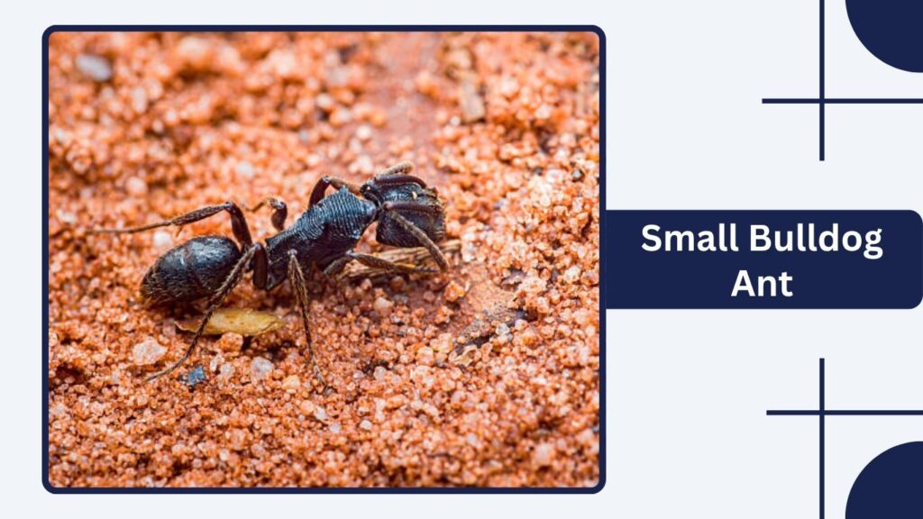 Small Bulldog Ant