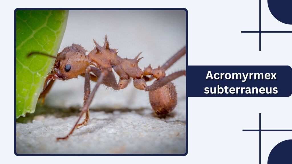 Acromyrmex subterraneus