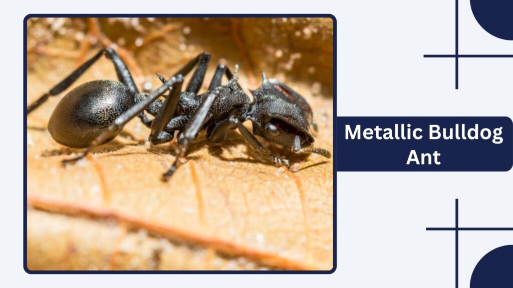 Metallic Bulldog Ant