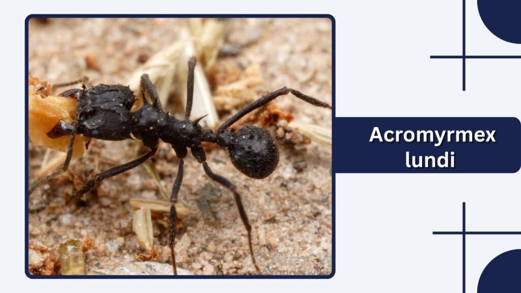  Acromyrmex lundi