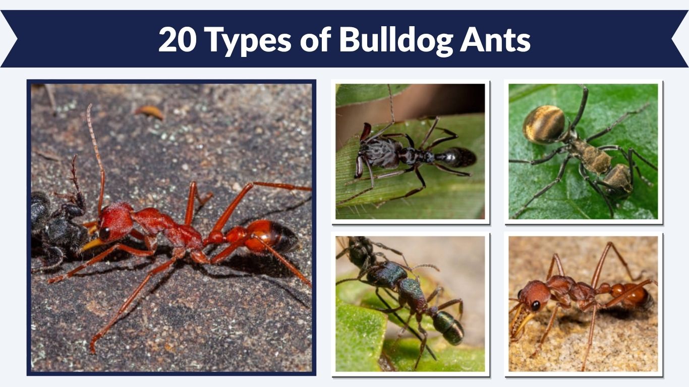 20 Types of Bulldog Ants: Identification with Pictures
