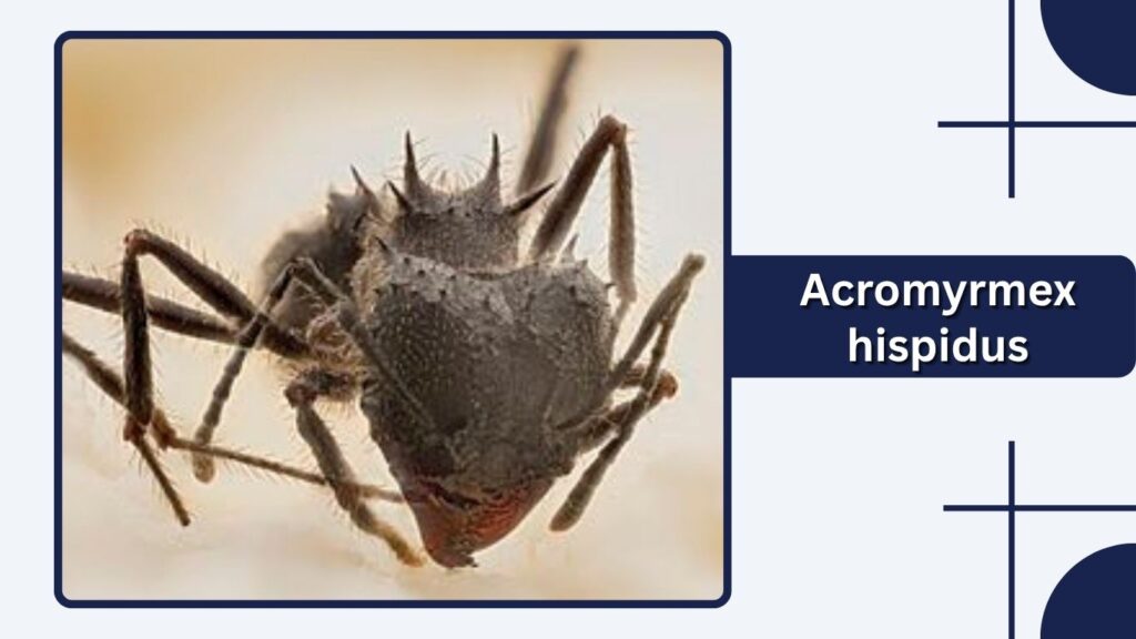 Acromyrmex hispidus