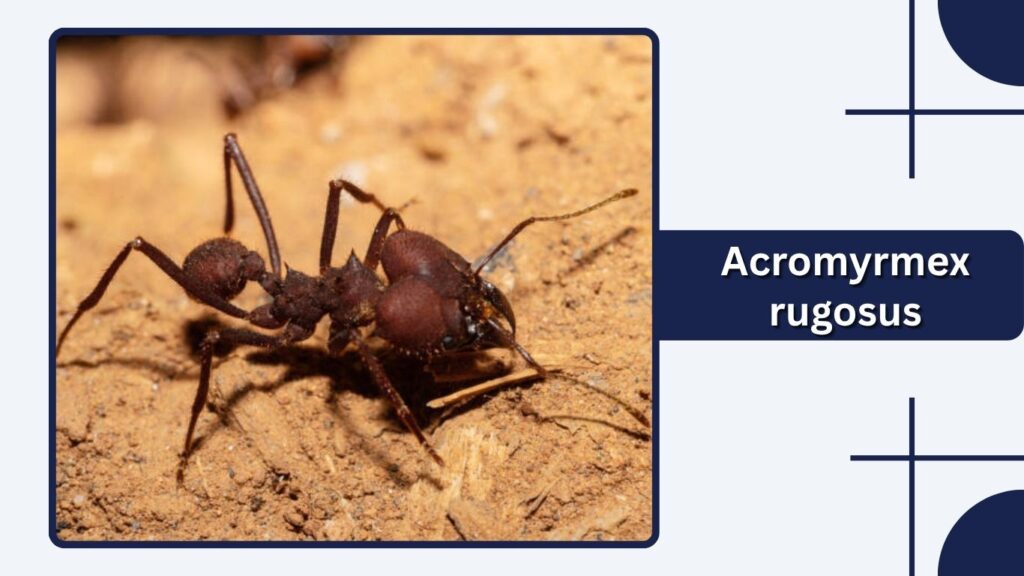Acromyrmex rugosus