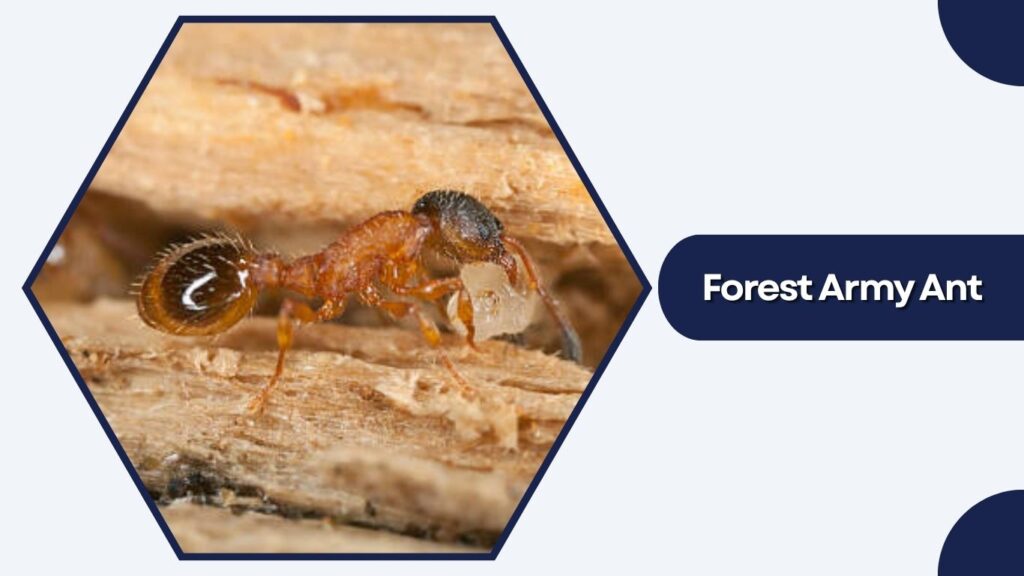 Forest Army Ant