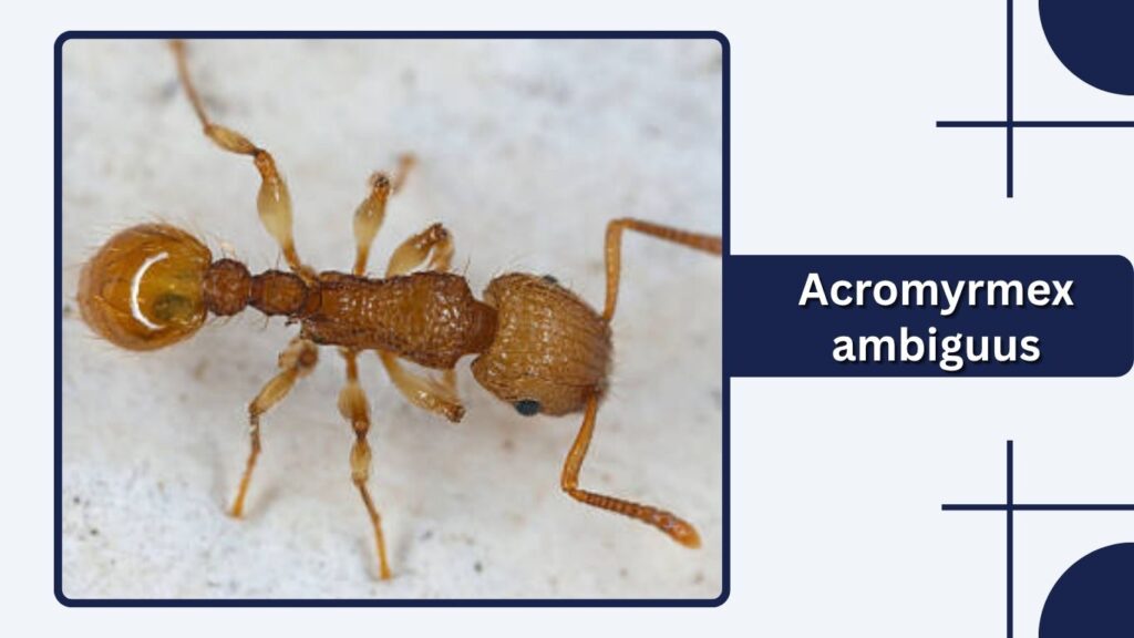 Acromyrmex ambiguus