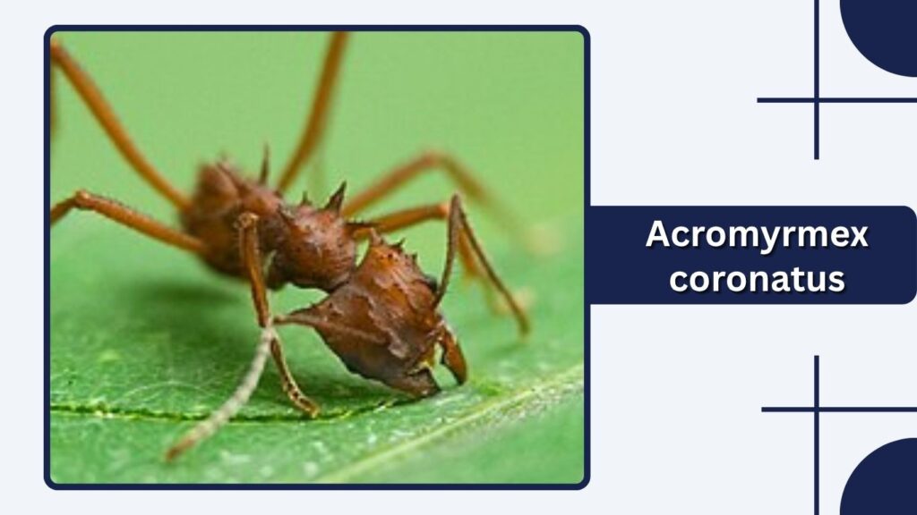 Acromyrmex coronatus