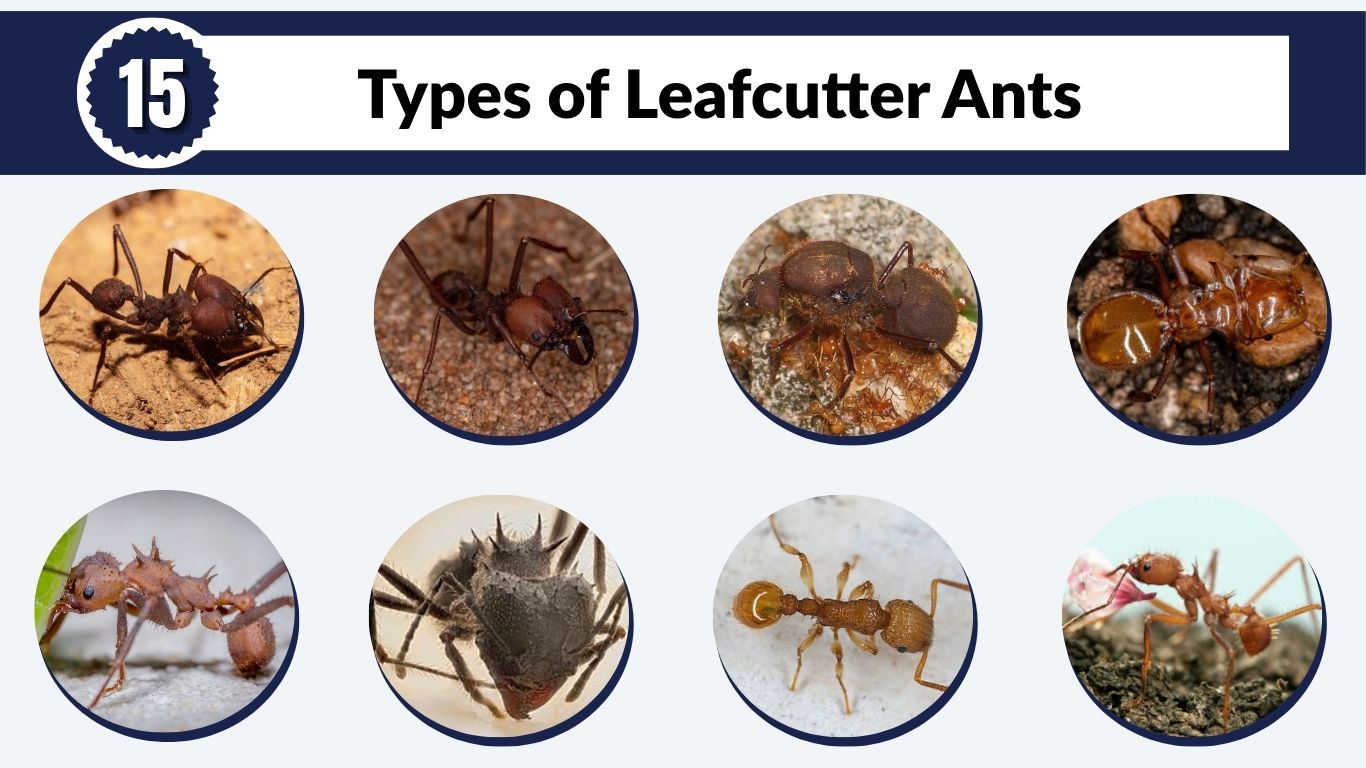 15 Types of Leafcutter Ants: Identification with Pictures