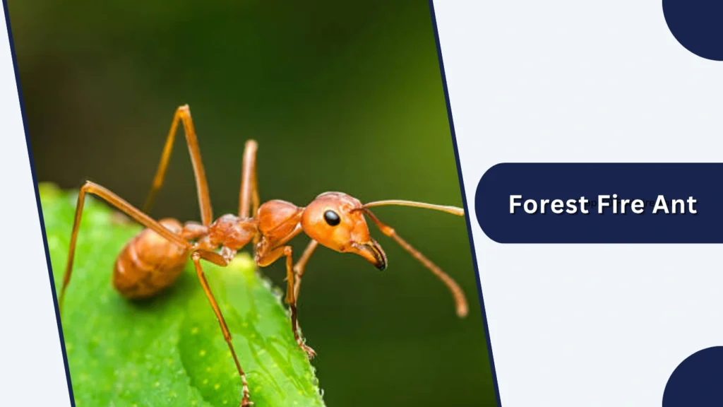 Forest Fire Ant
