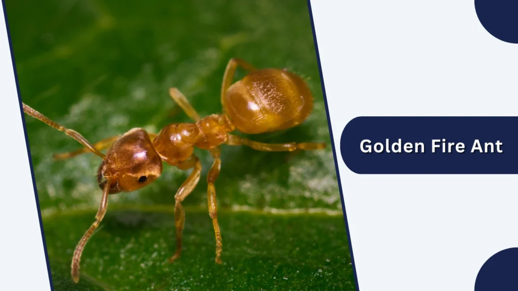 Golden Fire Ant
