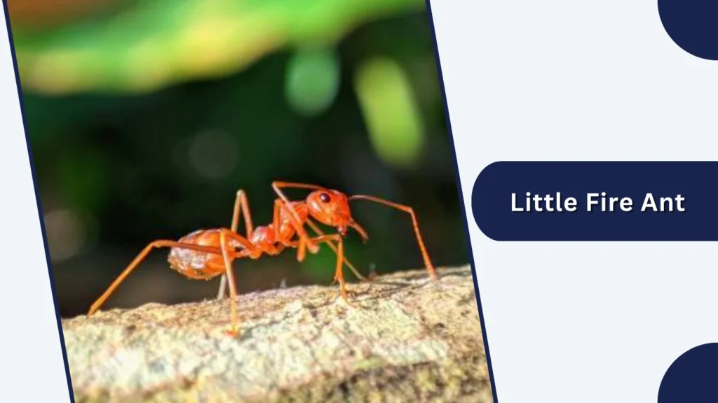 Little Fire Ant