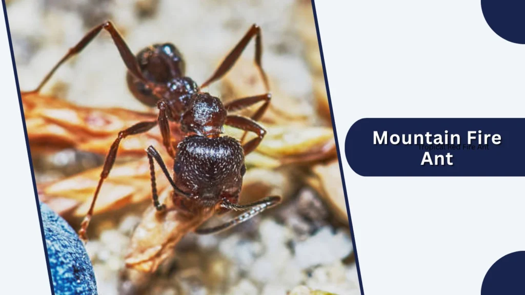 Mountain Fire Ant
