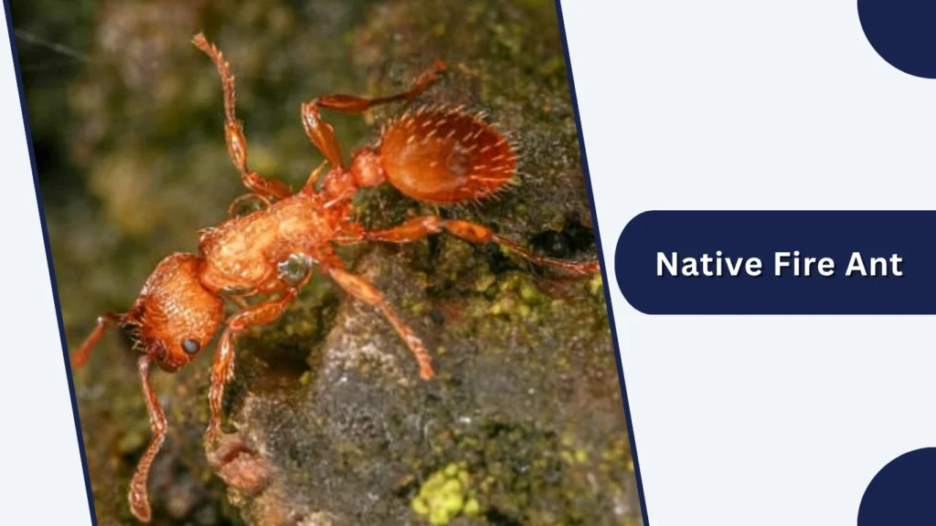 Native Fire Ant