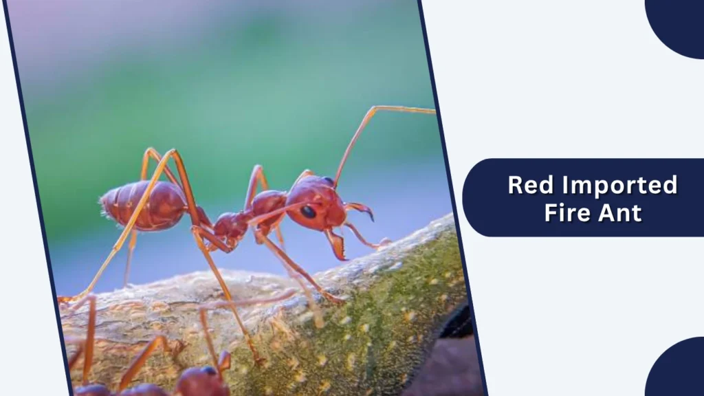 Red Imported Fire Ant