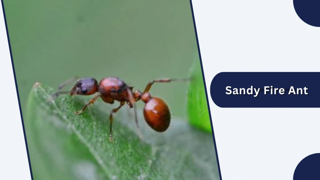 Sandy Fire Ant