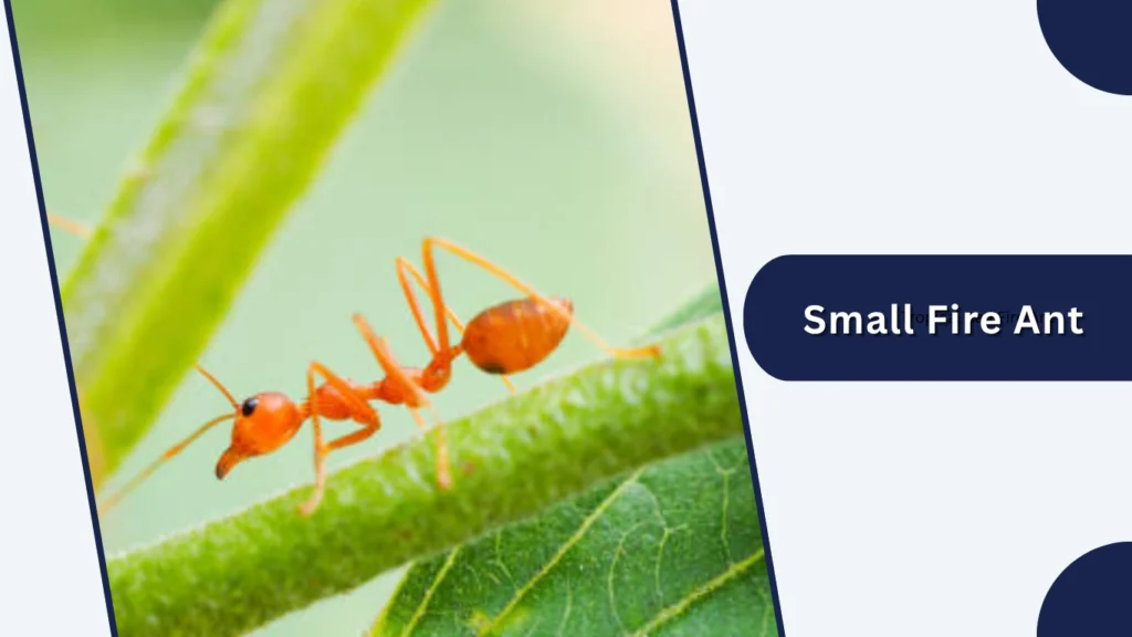Small Fire Ant