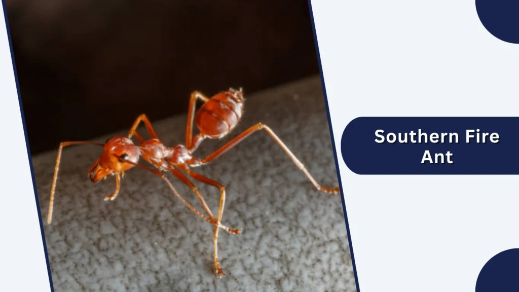 Southern Fire Ant