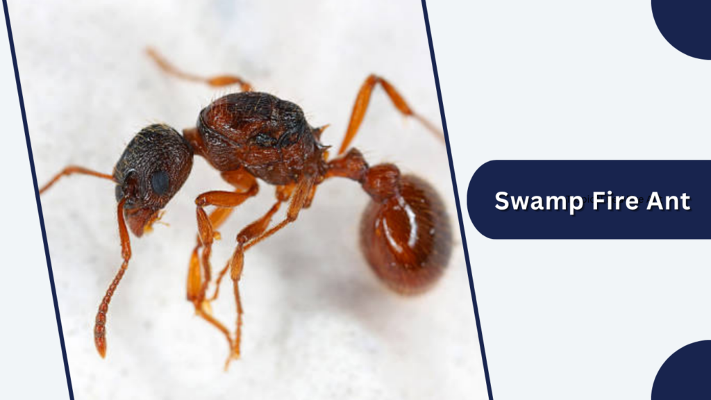 Swamp Fire Ant