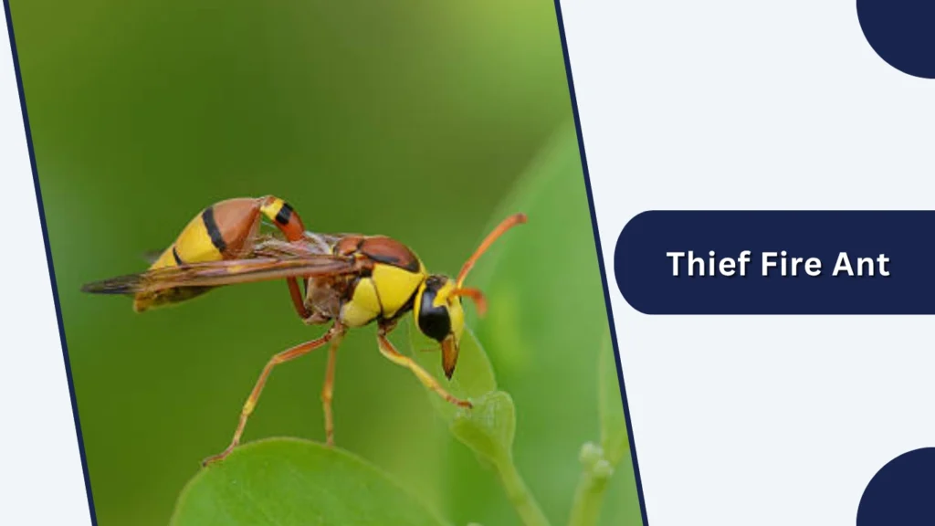 Thief Fire Ant
