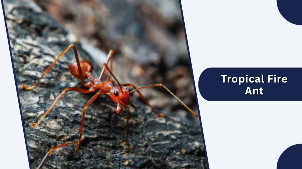 Tropical Fire Ant